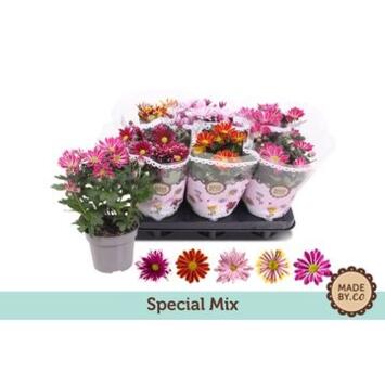 image DENDRANTHEMA 3PP 2COULEURS