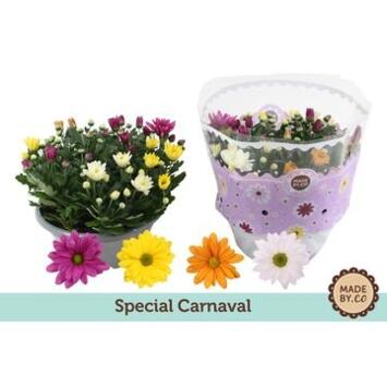 image DENDRANTHEMA CARNAVAL COUPE