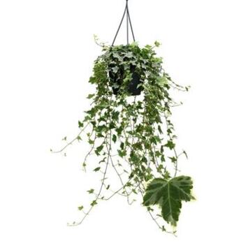 image HEDERA EVA SUSP