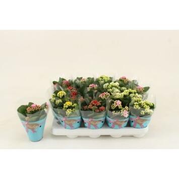 image KALANCHOE FL DBLE VARIES