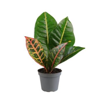 image CROTON VARIES