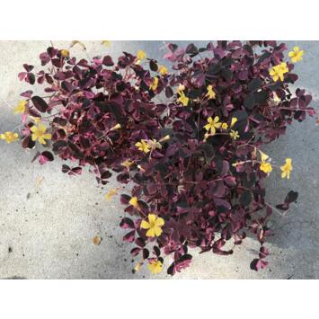 image OXALIS VULCANICOLA