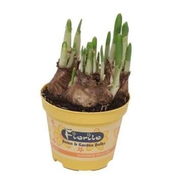 image NARCISSE T.A.T.