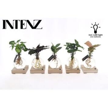 image COMPO PLANTE VERTE VERRE BOIS