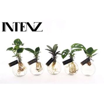 image COMPO PLANTE VERTE VERRE