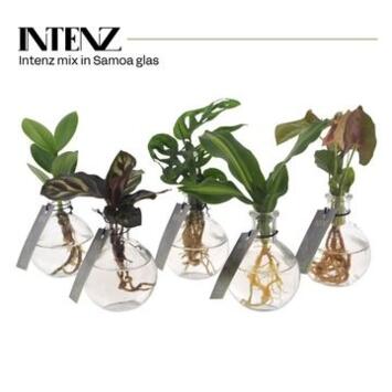 image COMPO PLANTE VERTE VERRE
