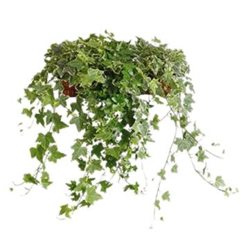 image HEDERA VARIES