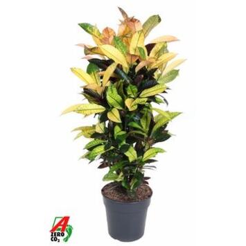 image CROTON ICETON RAMIFIE