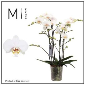 image PHALAENOPSIS 4BR BLANC MARVELLOUS
