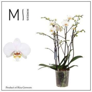 image PHALAENOPSIS 4BR BLANC MARVELLOUS