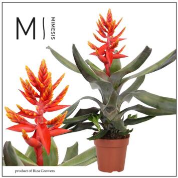 image BILBERGIA PEPITA ELEGANT FLAMES