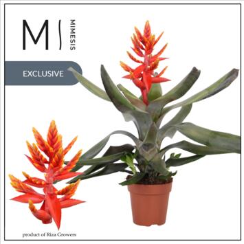 image BILBERGIA PEPITA ELEGANT FLAMES