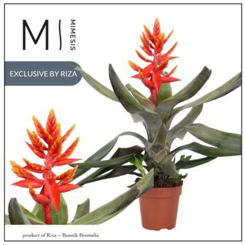 image BILBERGIA PEPITA ELEGANT FLAMES
