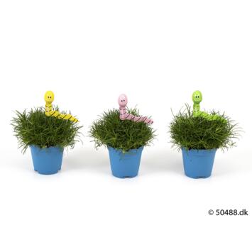image SAGINE DECO VER DE TERRE