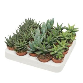 image ALOE HAWORTHIA VARIE