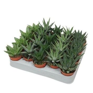 image ALOE HAWORTHIA VARIE