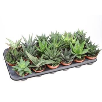 image ALOE HAWORTHIA VARIE