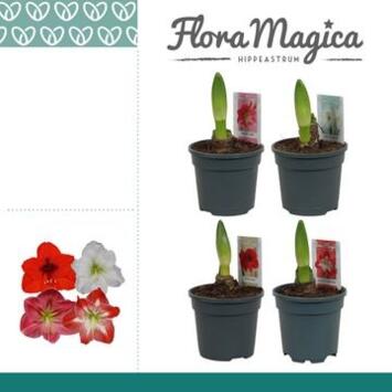 image AMARYLLIS 1TIGE VARIE