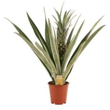 image ANANAS VERT