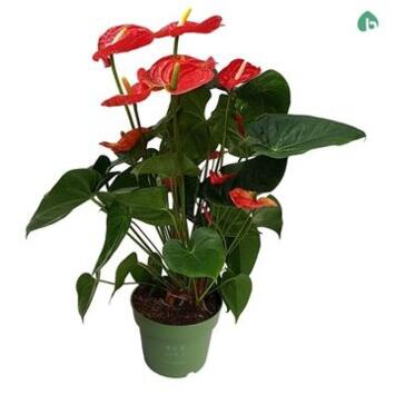 image ANTHURIUM ANDREANUM MADURAL ROUGE