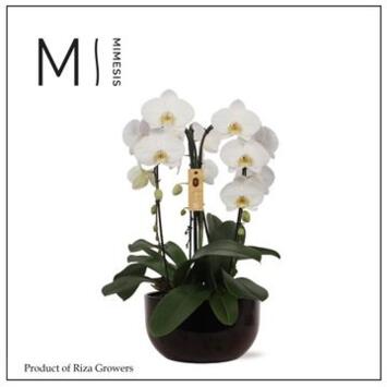 image COMPO PHALAENOPSIS BLANC COUPE CERAM
