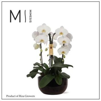 image COMPO PHALAENOPSIS BLANC COUPE CERAM