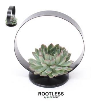 image COMPO SUCCULENTE CERCLE