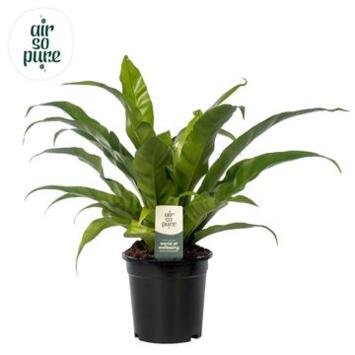 image ASPLENIUM ANTIQUUM