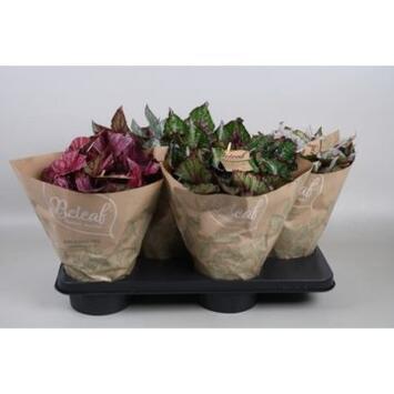 image BEGONIA BELEAF VARIE HOUSSE