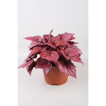 image BEGONIA BELEAF INCA FLAME