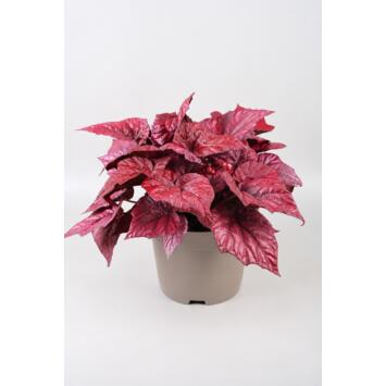 image BEGONIA BELEAF INCA FLAME