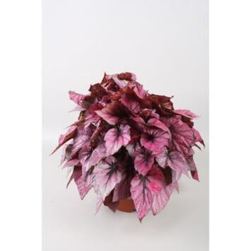 image BEGONIA BELEAF INDIAN SUMMER