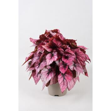 image BEGONIA BELEAF INDIAN SUMMER