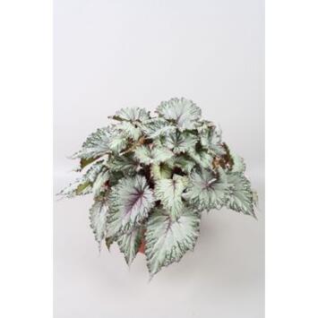 image BEGONIA REX ASIAN TUNDRA