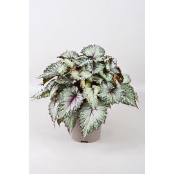 image BEGONIA REX ASIAN TUNDRA