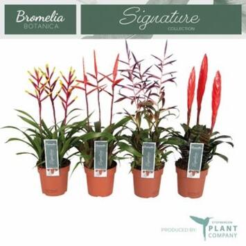 image BROMELIACEE X3