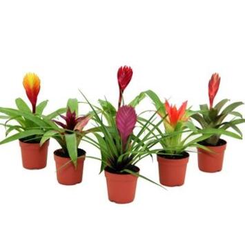 image BROMELIACEE VARIEE
