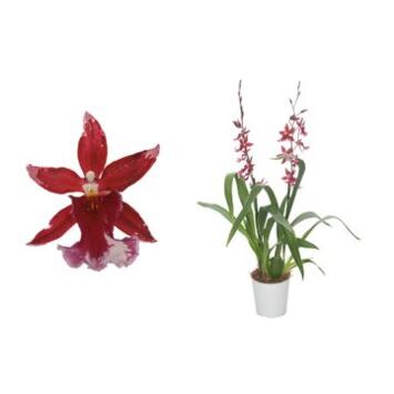 image BURRAGEARA 2BR ROUGE