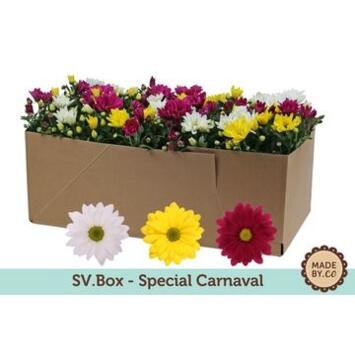 image DENDRANTHEMA 3COULEURS