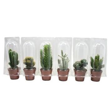 image CACTUS VARIE
