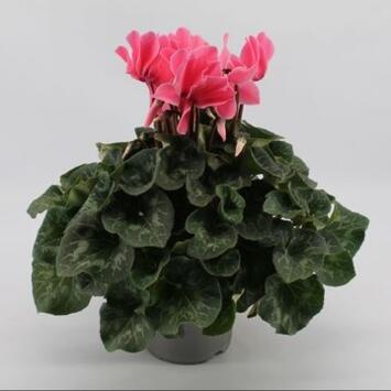 image CYCLAMEN MAMMOTH ROSE CLAIR