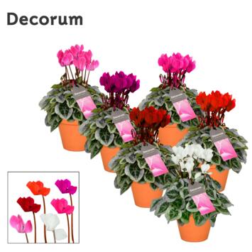 image CYCLAMEN PICASSO P TERRE