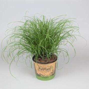 image CYPERUS ZUMULA P DECO