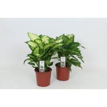 image DIEFFENBACHIA CAMILLA