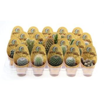 image CACTUS COLLERETTE