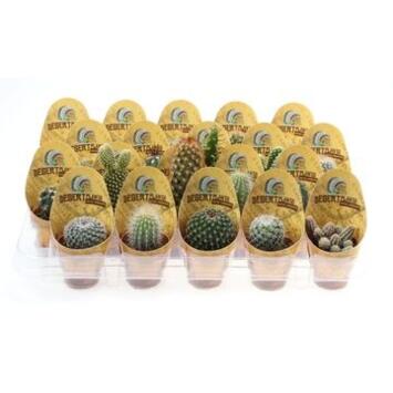 image CACTUS COLLERETTE