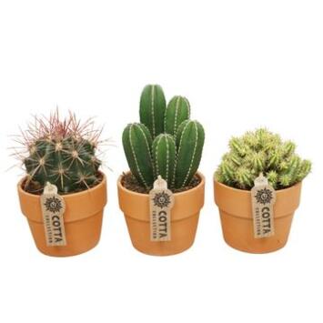 image CACTUS P TERRE