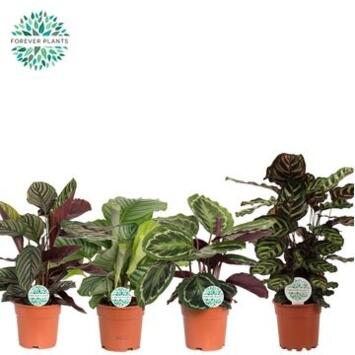 image CALATHEA VARIE
