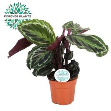 image CALATHEA VARIE