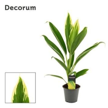 image CORDYLINE FRUTICOSA CONGA